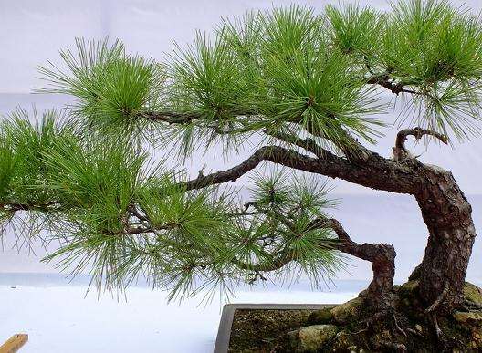 潍坊举办国际盆景博览会