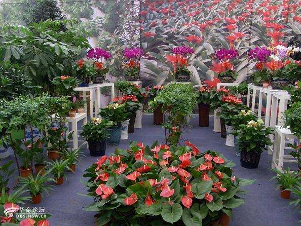 古玩盆景博览会开幕