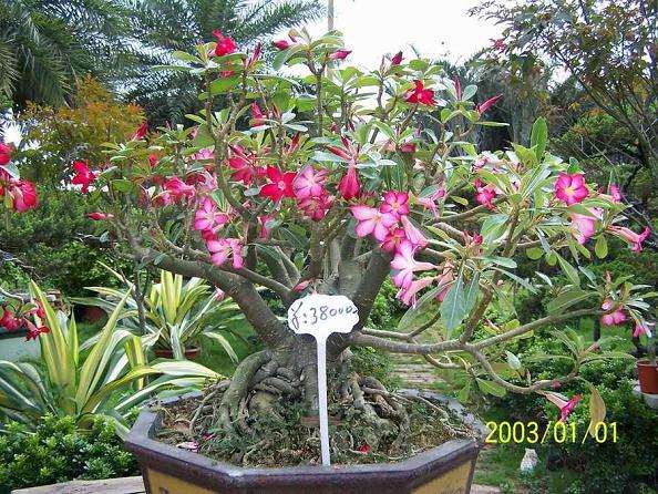 2006年中国(陈村)国际盆景赏石博览会