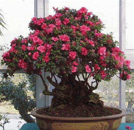 江苏省园林与盆景艺术家协会成立大会在扬州举行