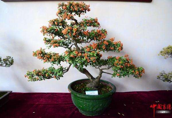 温江区将在万春镇先锋村廖家船打造川派盆景示范园