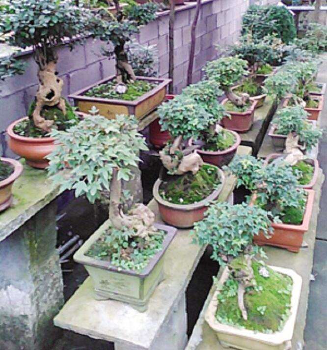 用老树桩培育成一盆盆形状各异的盆景,你见过吗?