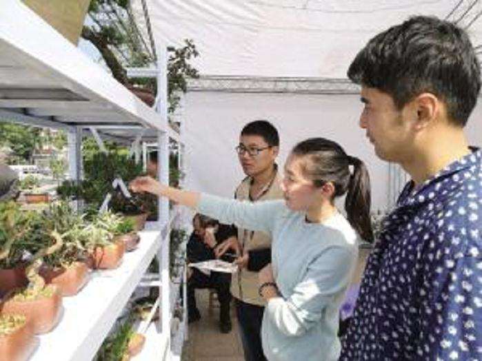 浙江省第八届盆景艺术展&rdquo;在绍兴市城市广场举行