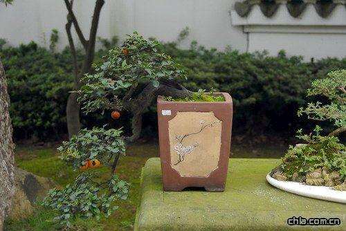 重庆的文人树盆景
