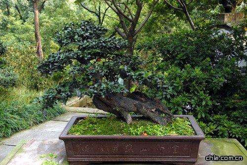 重庆珍贵盆景首次参展