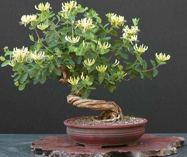 重庆红色金银花做盆景每盆卖价30-80元