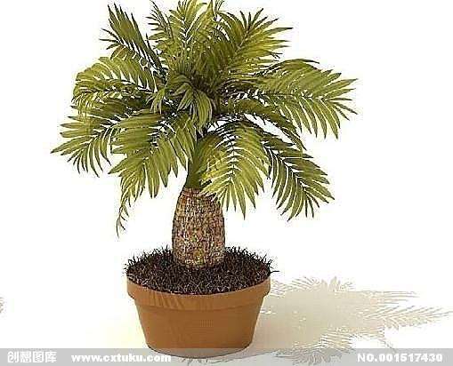 室内养什么盆景才适合呢？