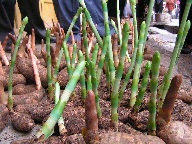 天麻盆景室内高产栽培技术