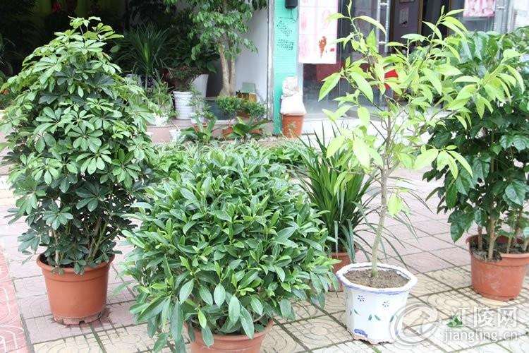 室内盆景的市场需求分析