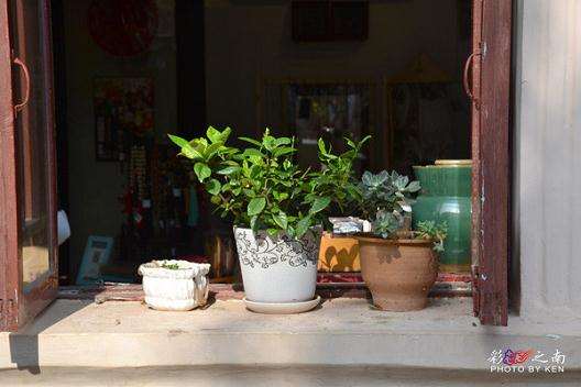 什么室内盆景最好栽培？