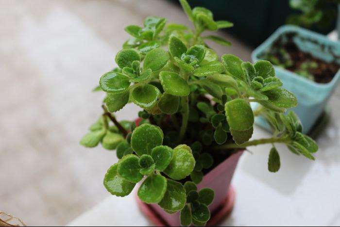 室内盆景的摆设与最佳风水