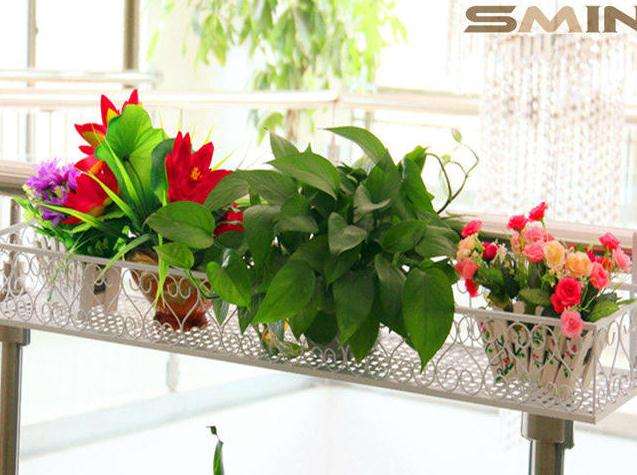 室内盆景的市场分析