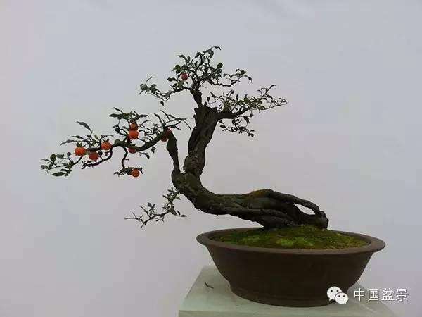 如何处置室内盆栽植物泥土中的蚰蜒?