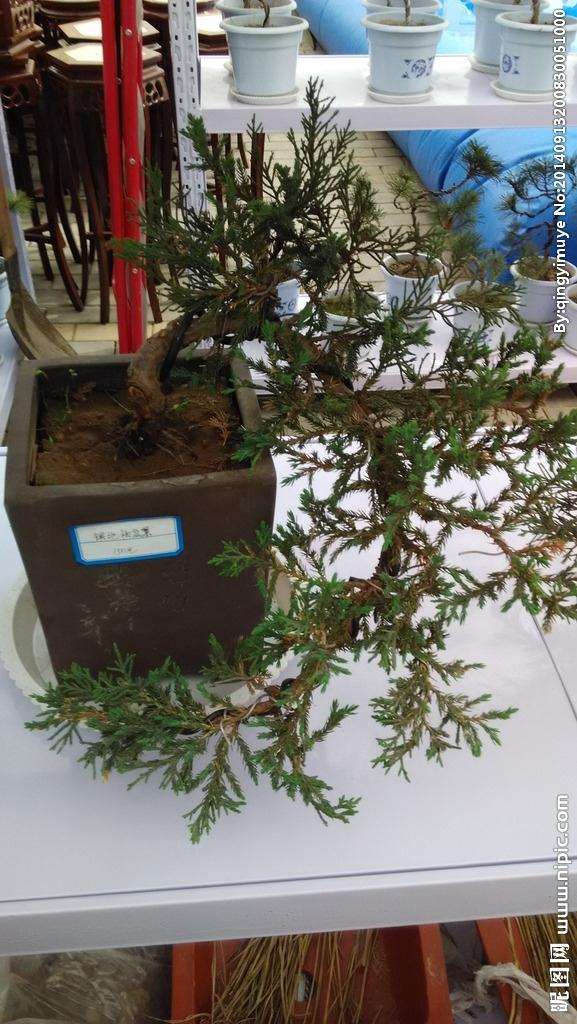 如何盆栽室内植物？