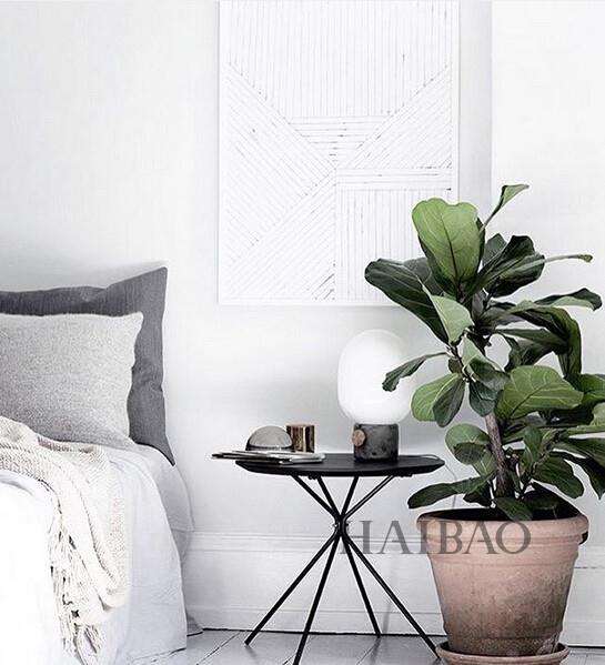 重庆的发财树盆景 生意旺