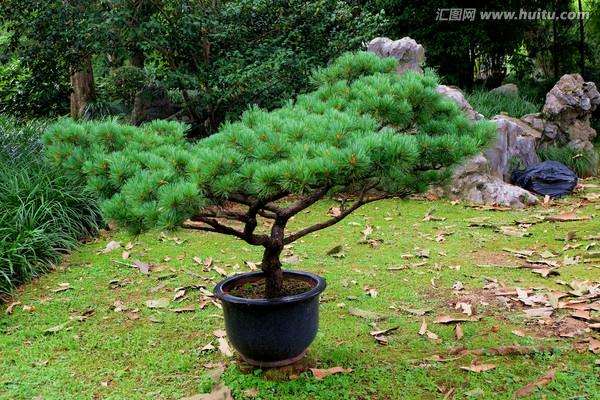 室内种什么盆景比较好？