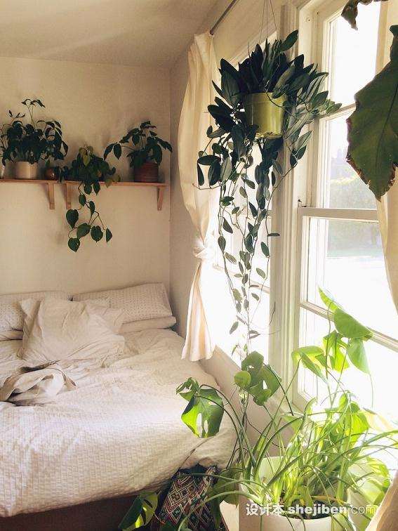 室内盆栽植物浇水有什么讲究