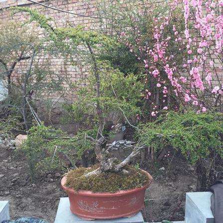 寻求高人推荐一种室内盆栽藤类植物？