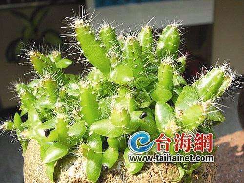 室内盆景植物有哪些?