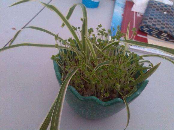 关于室内电脑桌摆设盆景的问题?