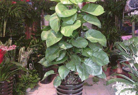 哪种室内盆栽植物可以杀蚊子