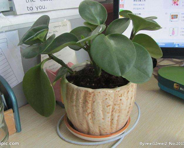 室内盆栽经常移动对植物有影响吗