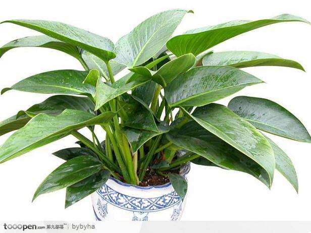 如何养好室内的绿萝盆栽?