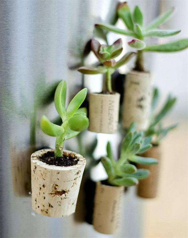 室内盆景能用茶叶水浇吗?