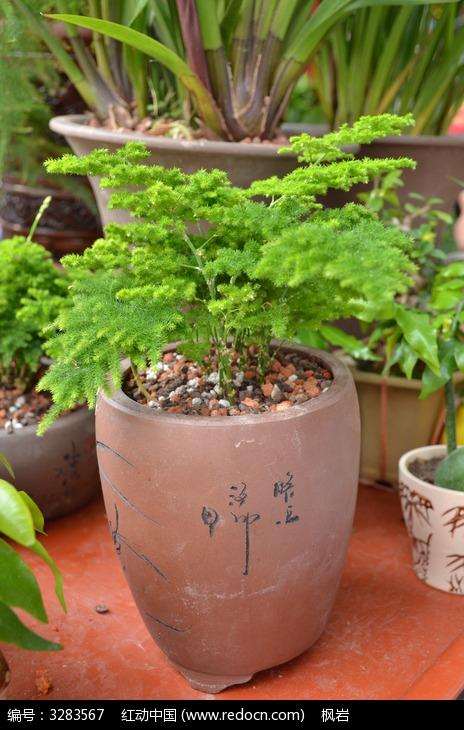 室内盆景里的蚂蚁怎么处理?