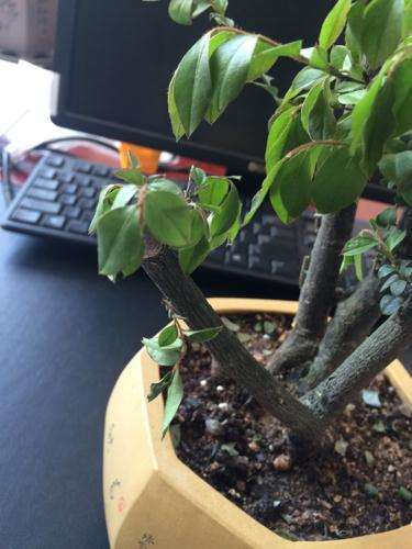 崇左广西红豆杉盆景