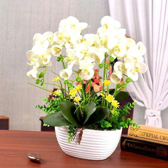 盆景长时间摆放在室内 要注意通风