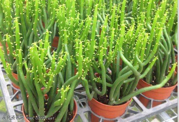 室内盆景的如何在冬季施肥