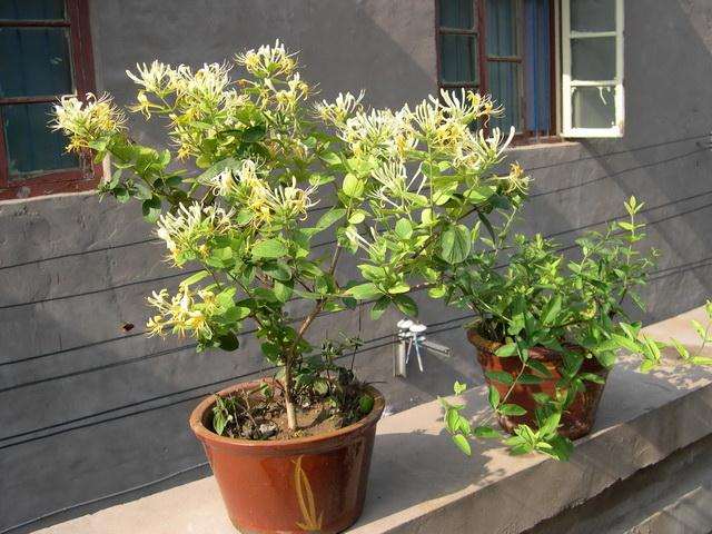 室内盆景植物装饰成时尚 老板生意特别好