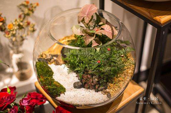 办公室内摆放盆景植物有益健康 缓解工作压力