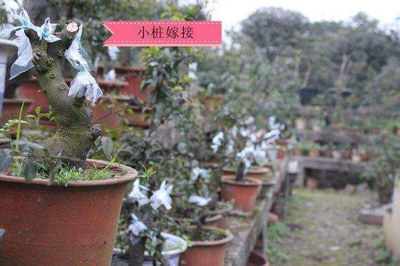 重庆大渡口公园举办第十八届精品盆景艺术展