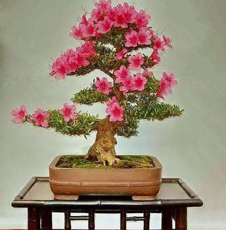 保定市花鸟鱼虫市场