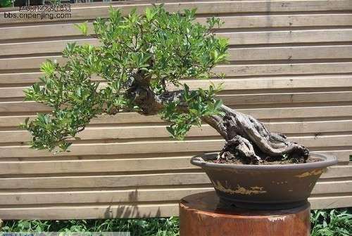 保定市君子园果树盆景基地始建于1996年