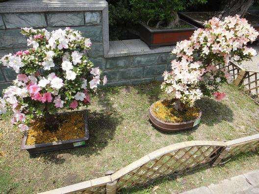 山西:晋阳“秋之韵”盆景艺术节开幕