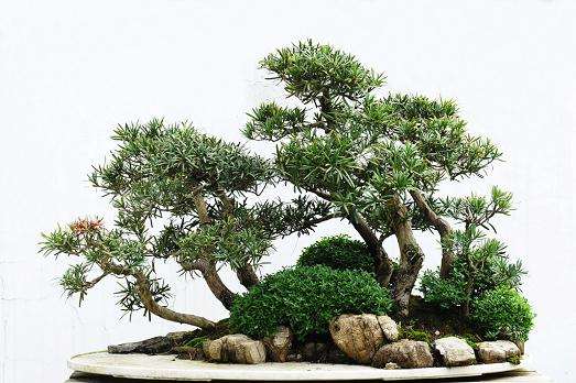 中国盆景精品赏析《山西盆景》系列书籍