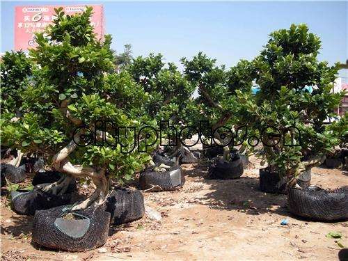 中国盆景艺术节上的山西盆景