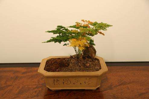 山西盆景精品赏析