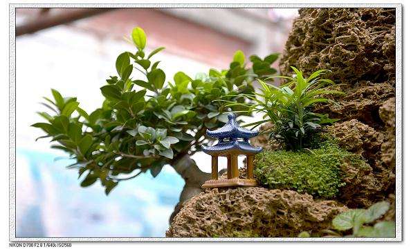 太原市摆放400余万盆鲜花将打造48条盆景花卉街