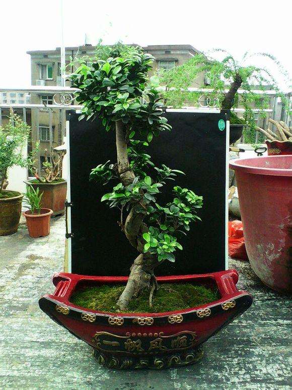 采自太行山的9000公斤石材落户太原盆景中心