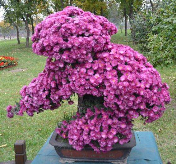 太原市第三届盆景艺术节