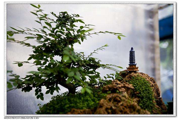 太原市&ldquo;晋阳秋之韵&rdquo;盆景艺术节