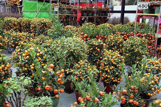 太原盆景中心(又称“盆景园”)进行了基础设施改造