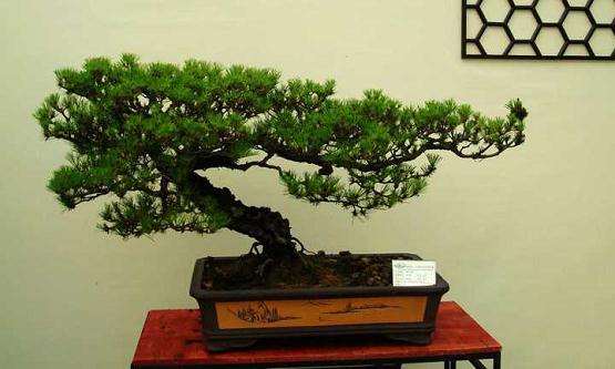 朱民阳会见国际盆景协会主席汤姆·伊来亚士一行