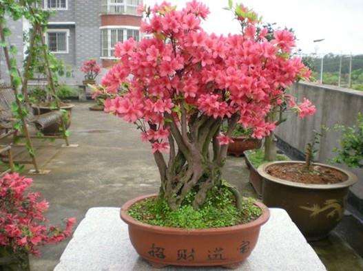 第三届盆景展于9月28日-10月8日在海棠筱苑举办