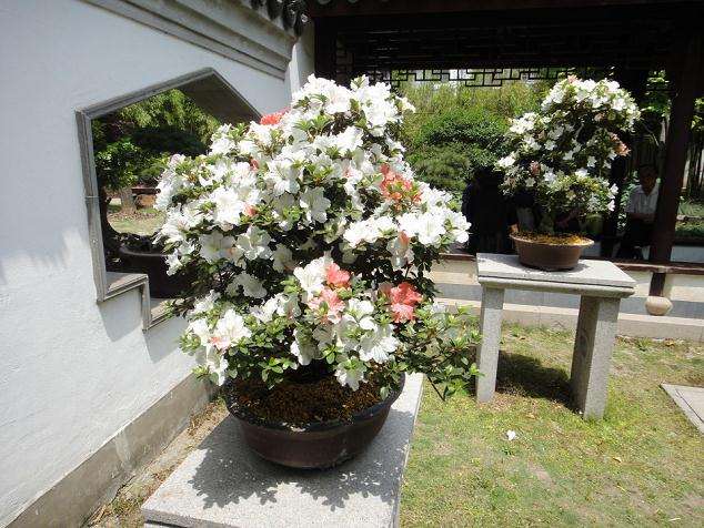 成都本次盆景展参展作品共计200多件