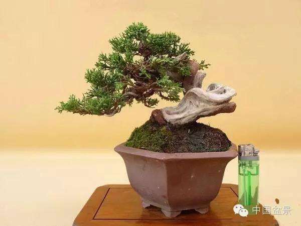 上海植物园开幕的中国风第三届全国微型小品盆景